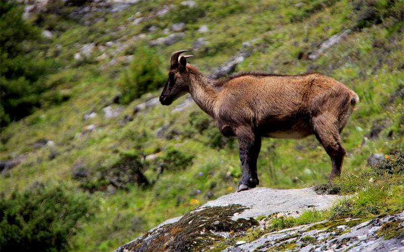 Wild mountain goat