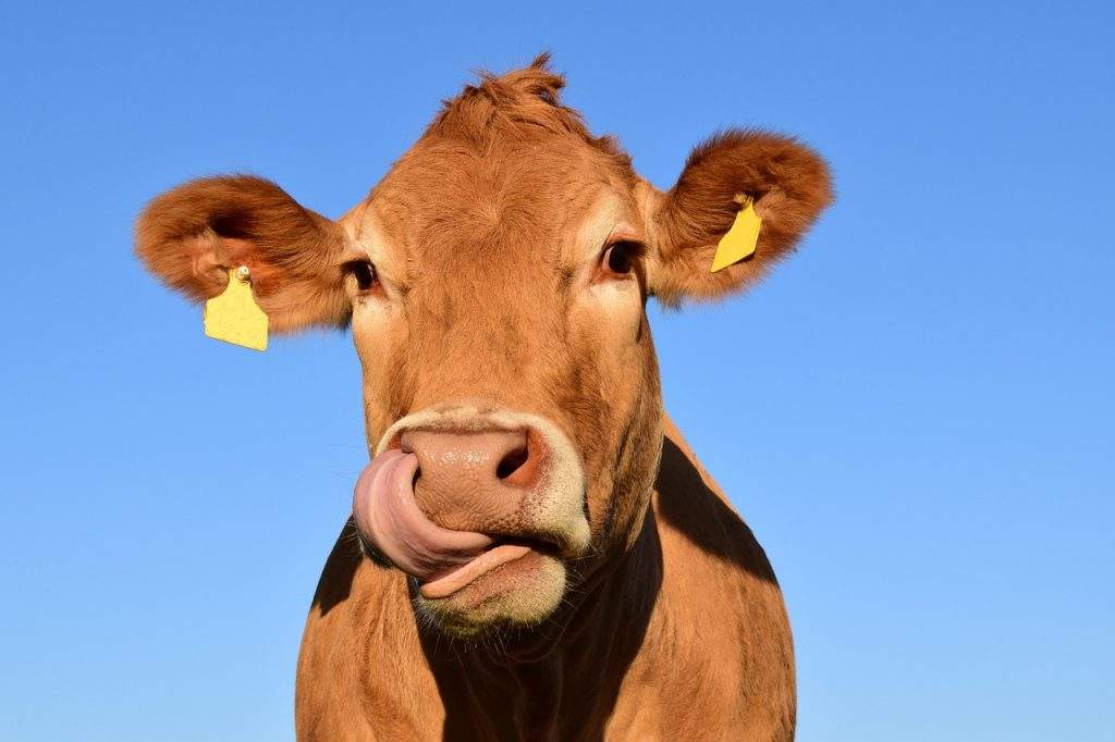 Livestock Farmers