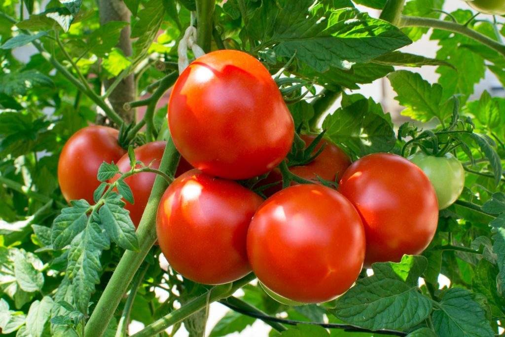 Essential Guidelines For Tomato Cultivation & Management