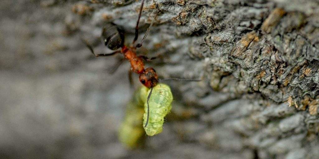 Can Bio Control Deal with Ants? – Here’s How Can Bio Control Deal with Ants? – Here’s How