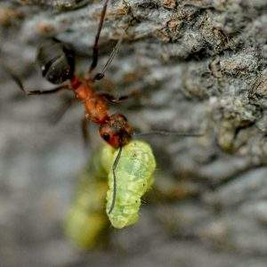 ant exterminator near me