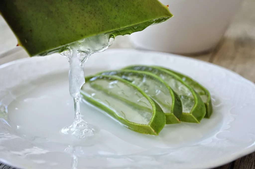 Information About Aloe Vera Cultivation – Step By Step Guidance