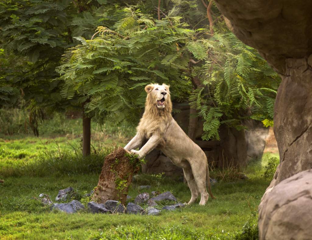 Fun-filled Kids Activities in Dubai Fun-filled Kids Activities in Dubai
