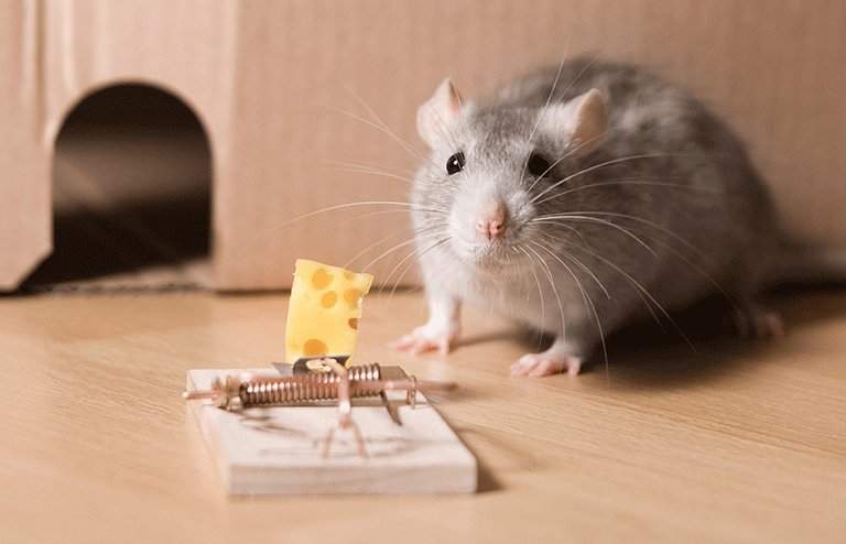 Exterminators Vs Do-It-Yourself, Which One is Smarter for Rodents?