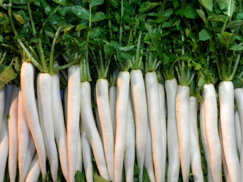 Radish Farming Business in India – Full Information