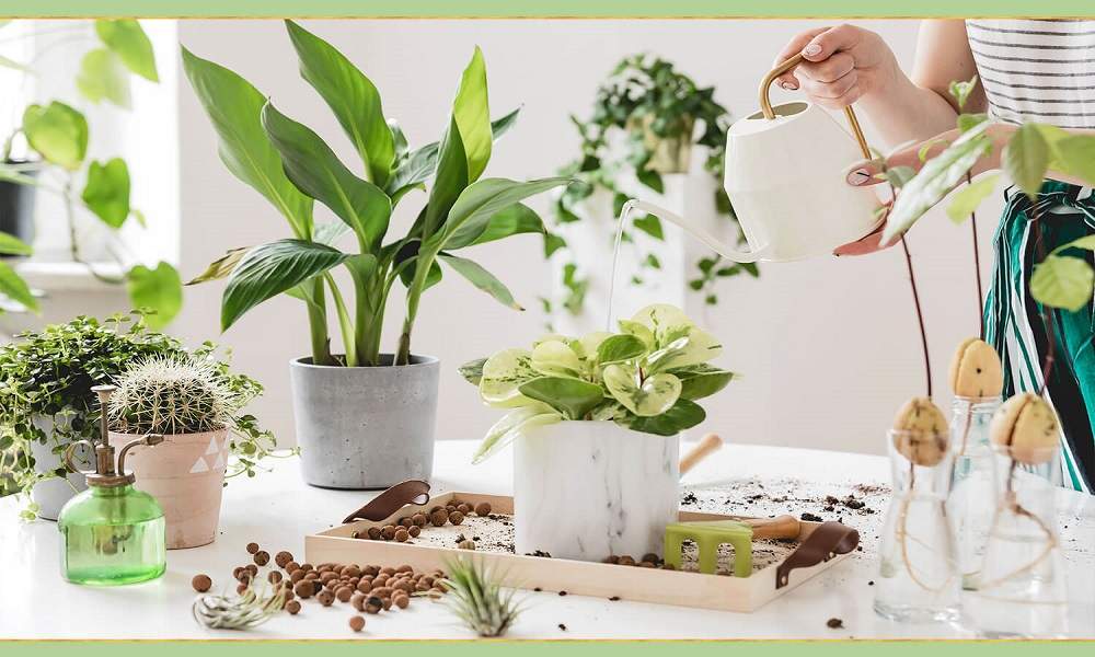 Know The Reasons Why The Trendy Positive Bamboo Plant is Gifted to Special Ones!