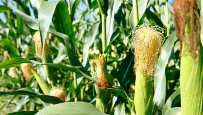 Maize Cultivation