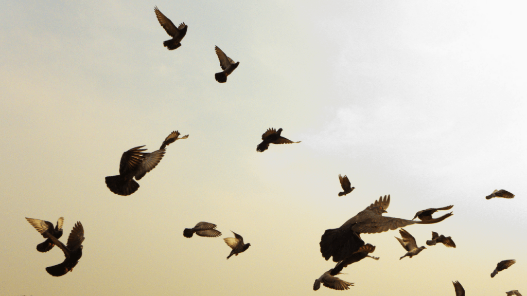 How To Get Rid of Pigeons-Get all Possible Solutions How To Get Rid of Pigeons-Get all Possible Solutions