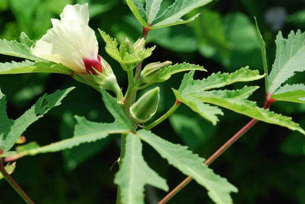 Lady finger is a tender heat-loving vegetable growing to 4 - 7 feet tall. The plant produces green and red seed pods that you can harvest 3 to 5 inches long