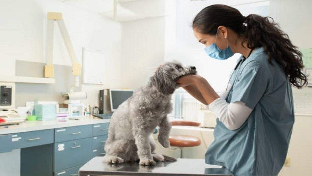 What Is the Best Way to Find a Veterinarian?